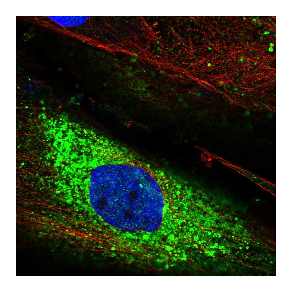 Atlas Antibodies Anti-PTPRQ Antibody