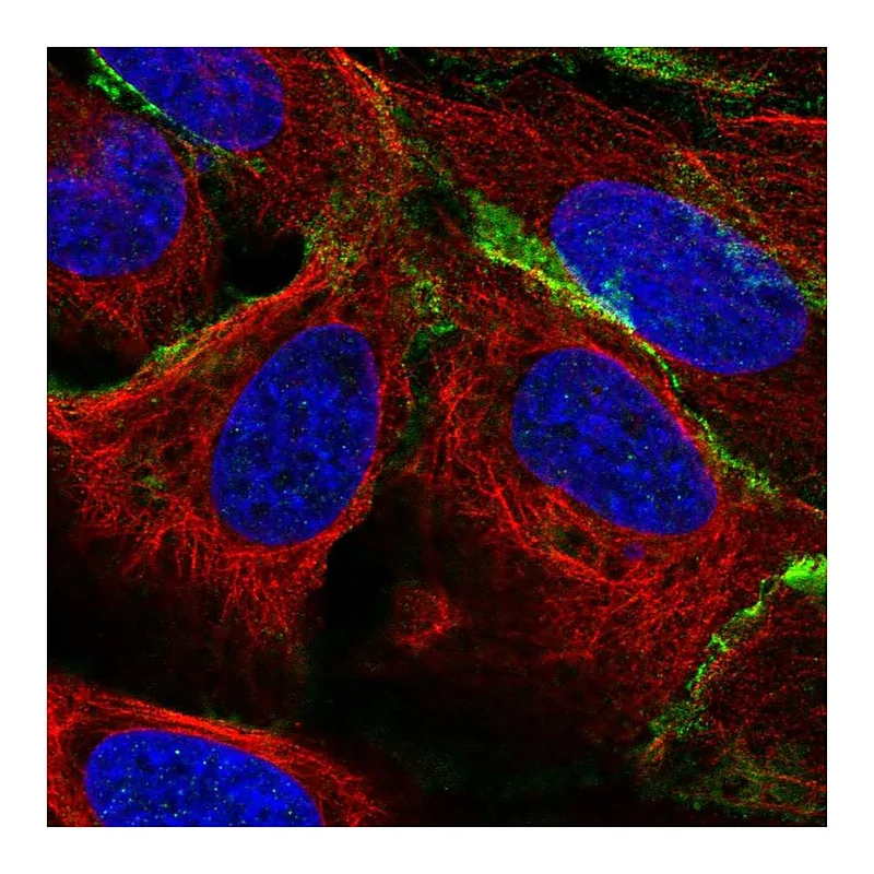Atlas Antibodies Anti-PTPRR Antibody
