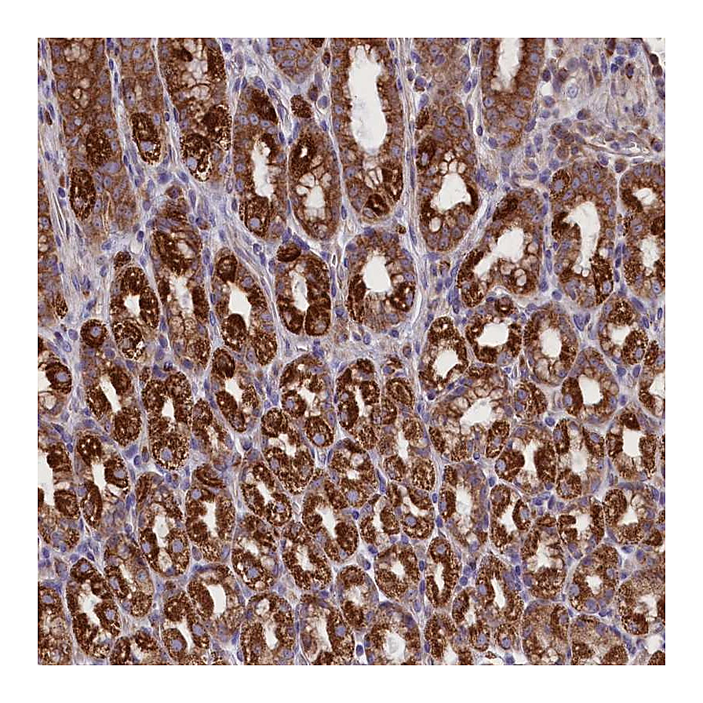 Atlas Antibodies Anti-PTPRU Antibody