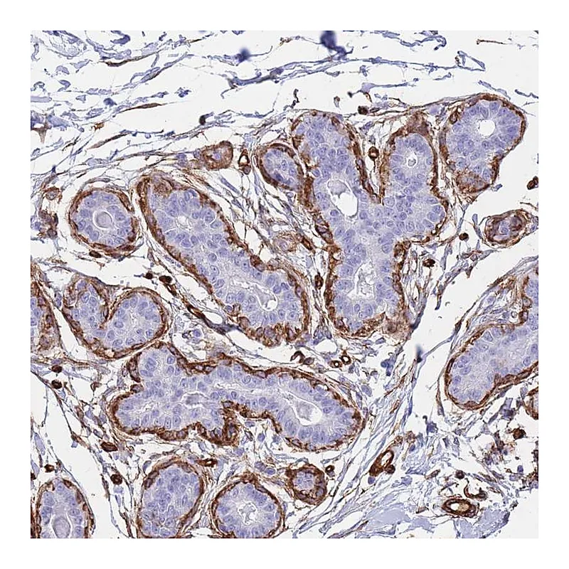 Atlas Antibodies Anti-PTRF Antibody
