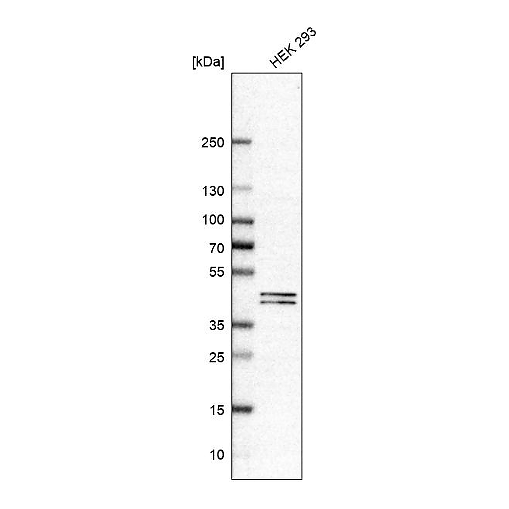 Atlas Antibodies Anti-PUS1 Antibody