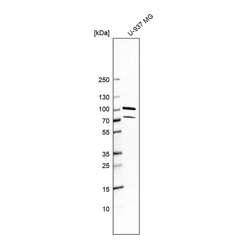 Atlas Antibodies Anti-PUS7L Antibody