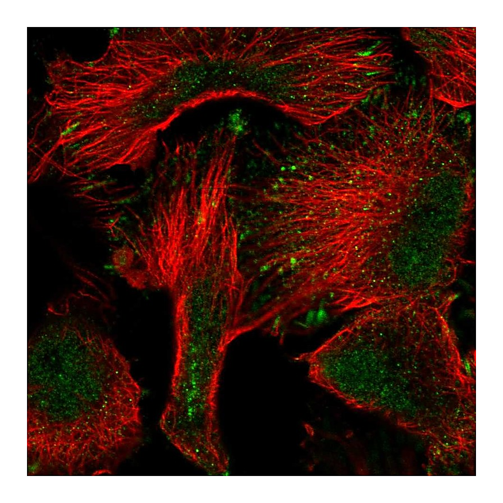 Atlas Antibodies Anti-PWWP2A Antibody