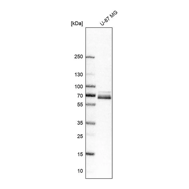 Atlas Antibodies Anti-PXN Antibody
