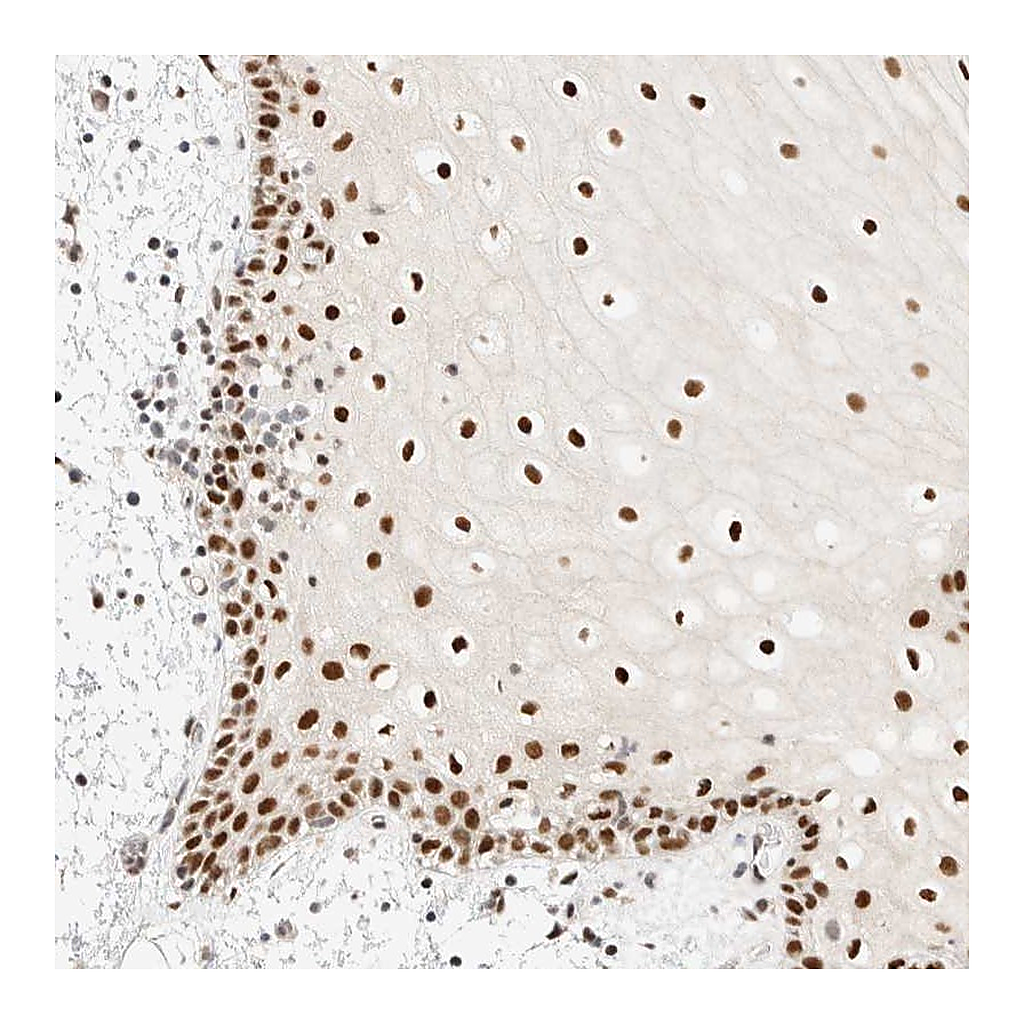 Atlas Antibodies Anti-PYGO2 Antibody