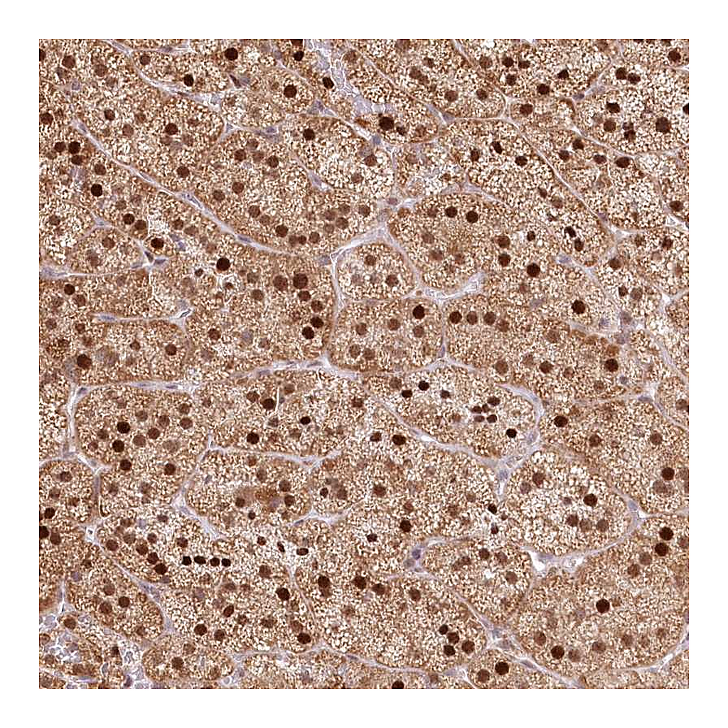 Atlas Antibodies Anti-PYURF Antibody