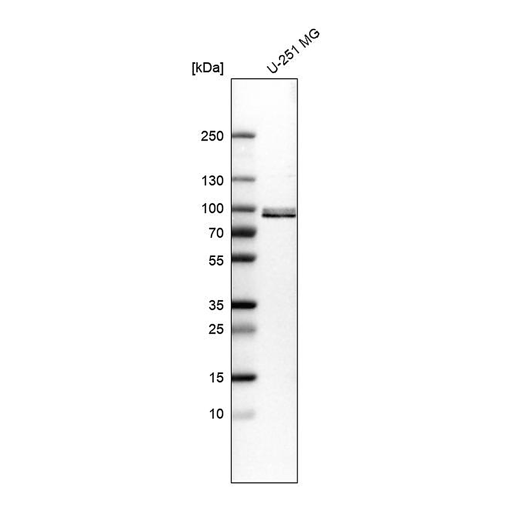 Atlas Antibodies Anti-QSOX1 Antibody