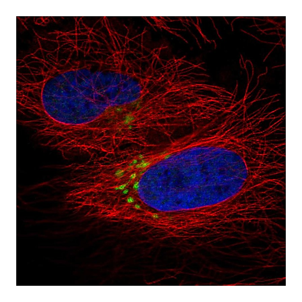 Atlas Antibodies Anti-QSOX2 Antibody