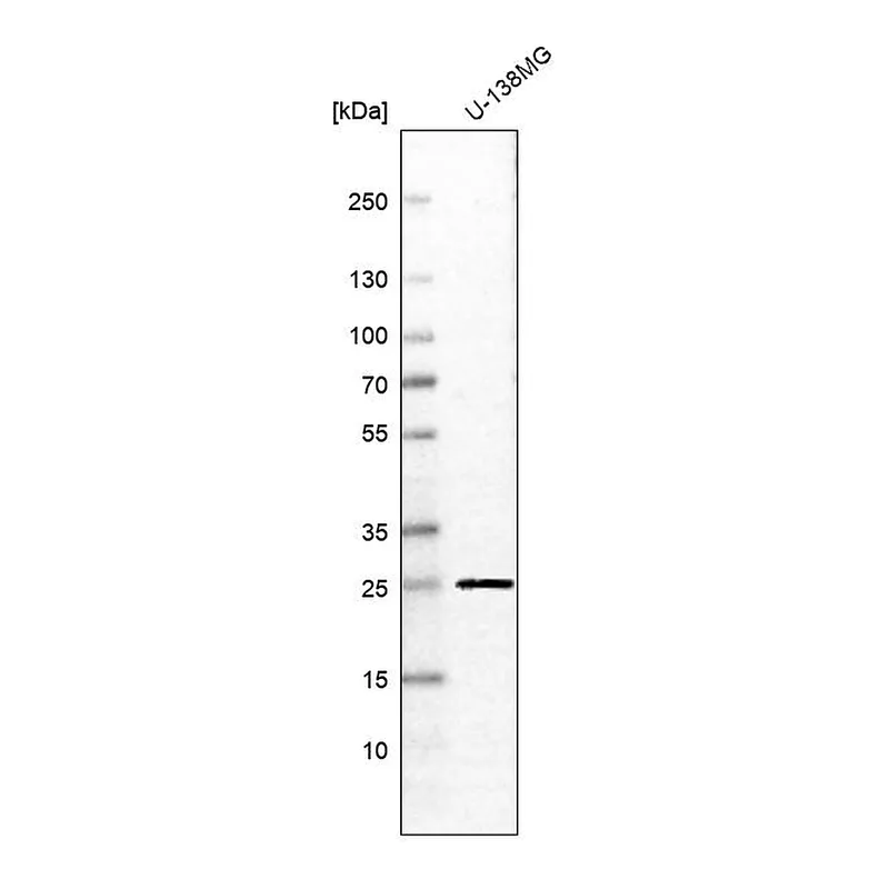 Atlas Antibodies Anti-RAB11B Antibody