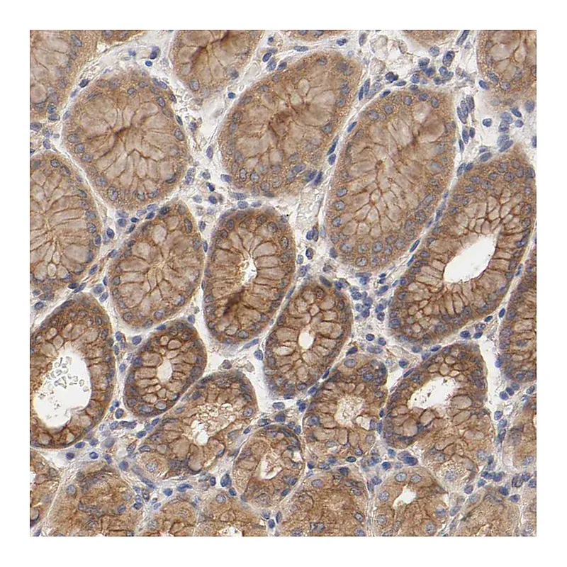 Atlas Antibodies Anti-RAB13 Antibody