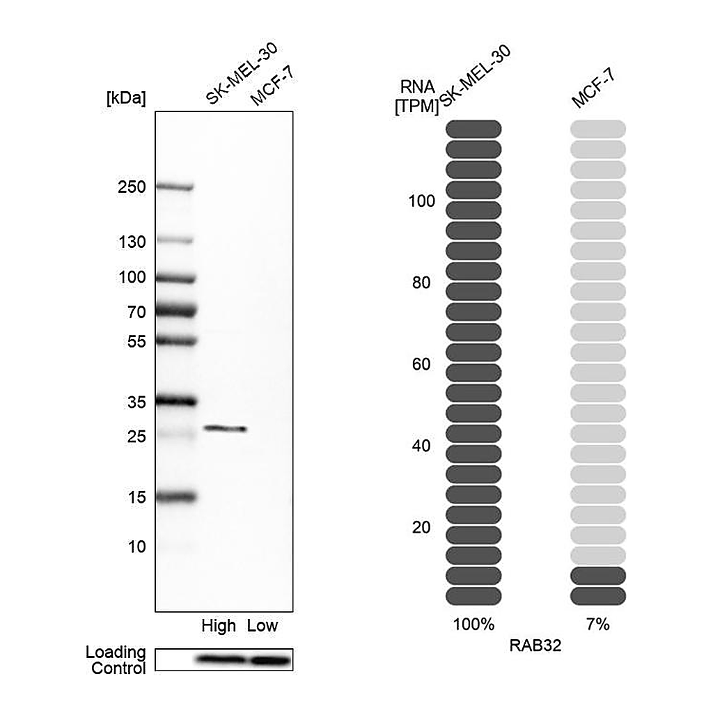 Atlas Antibodies Anti-RAB32 Antibody