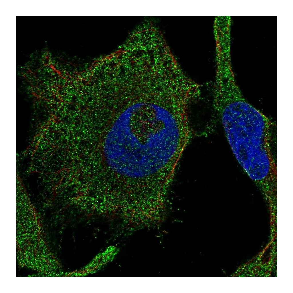 Atlas Antibodies Anti-RAB42 Antibody