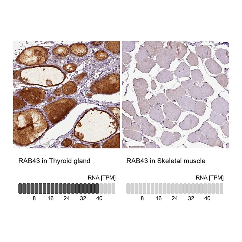 Atlas Antibodies Anti-RAB43 Antibody