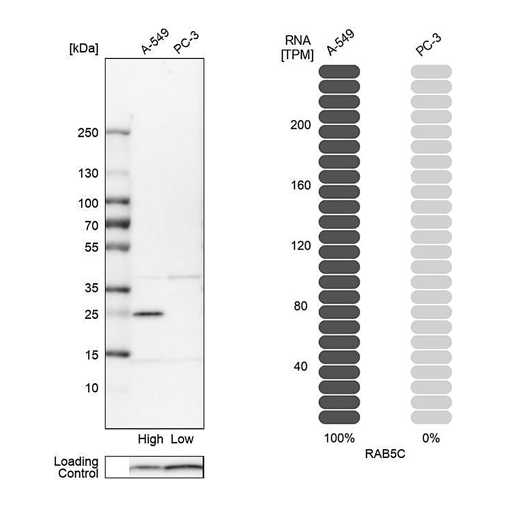 Atlas Antibodies Anti-RAB5C Antibody