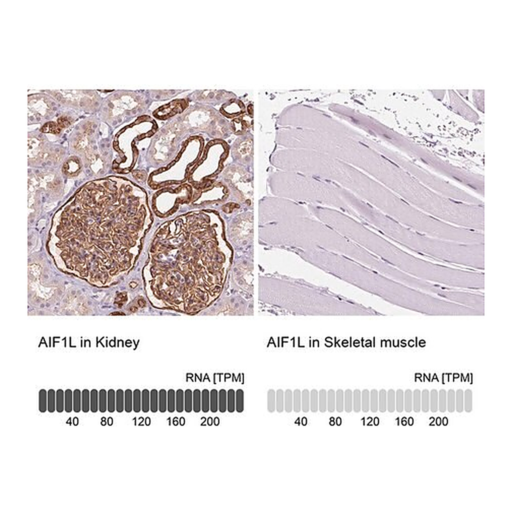 Merck Anti-AIF1L antibody produced in rabbit