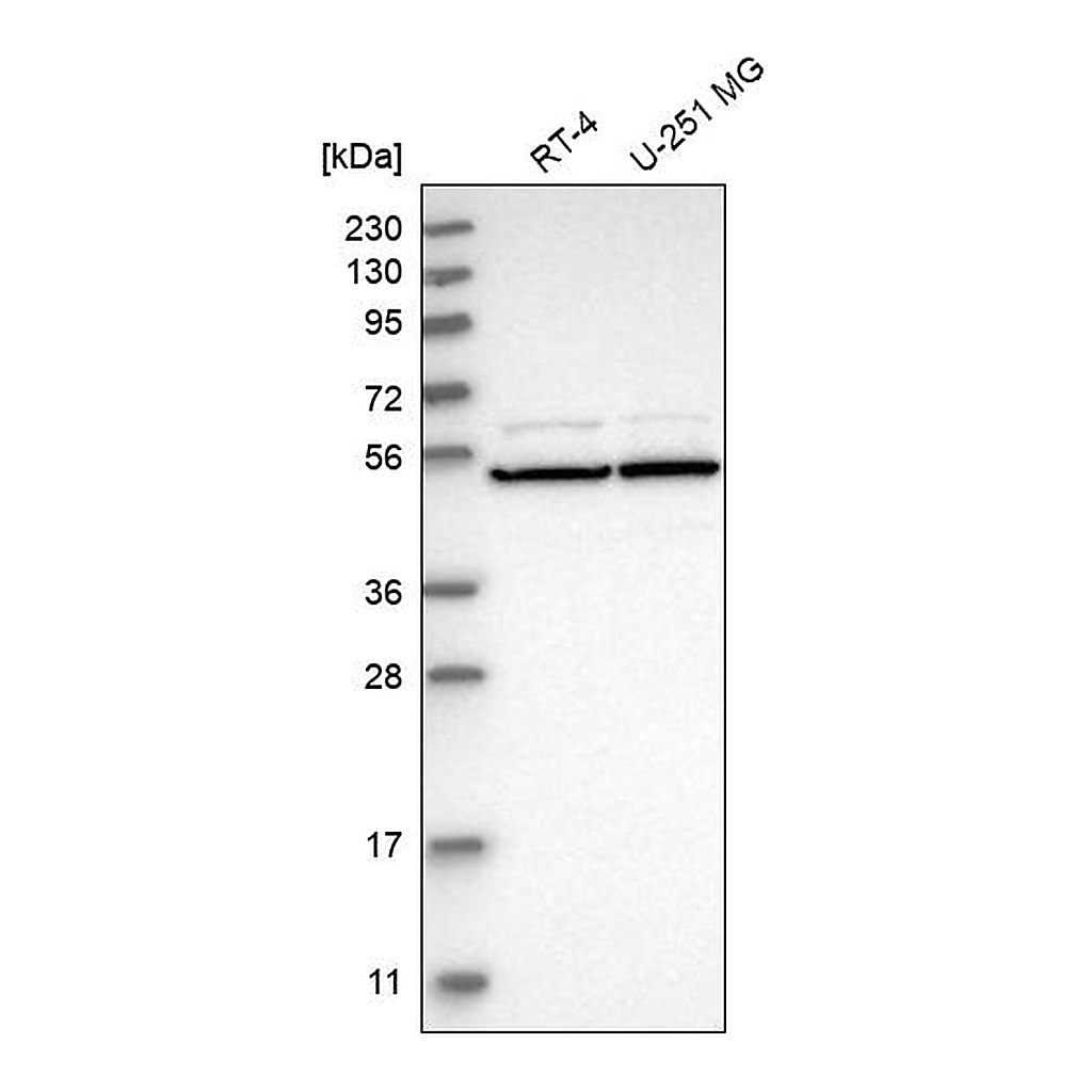 Atlas Antibodies Anti-RAD23A Antibody