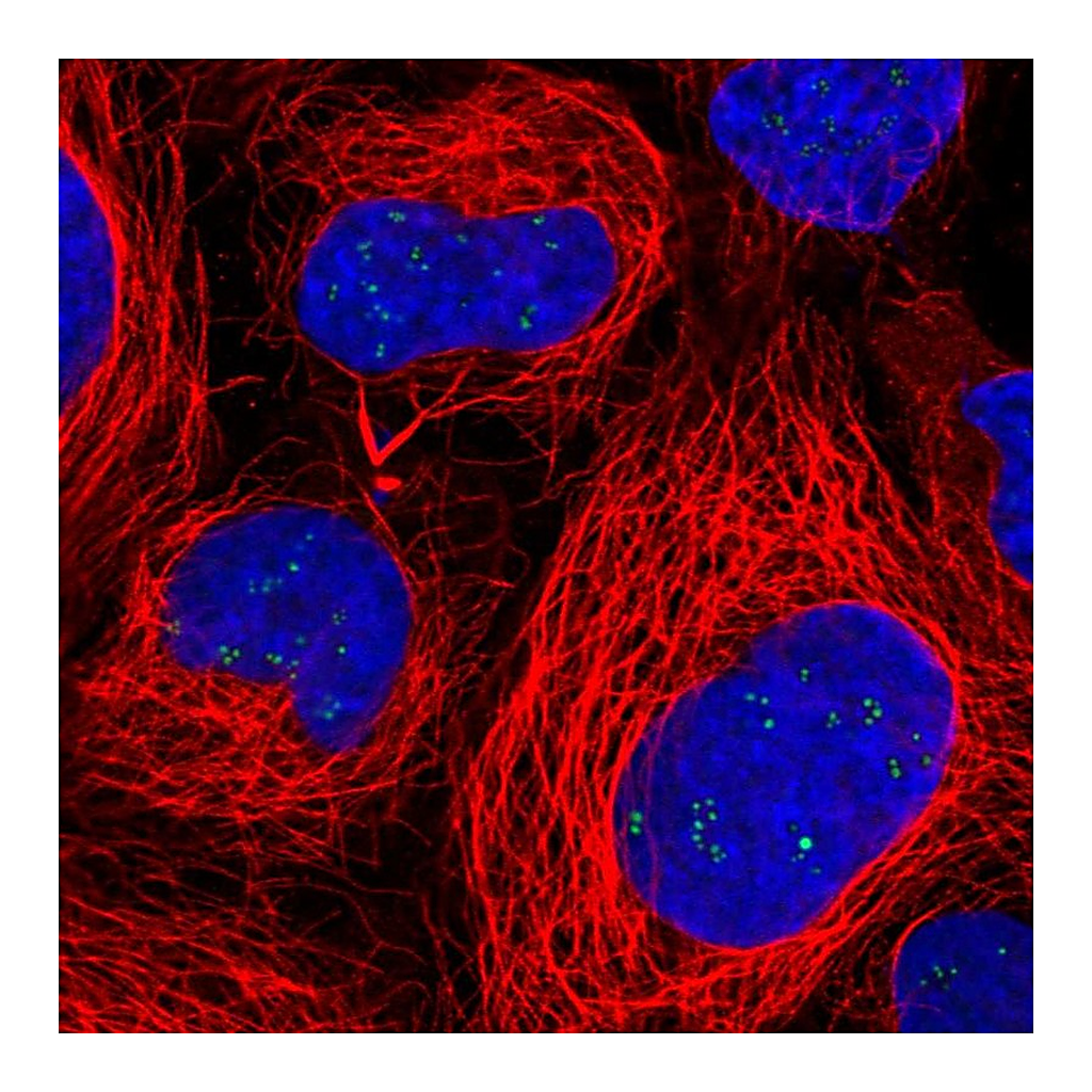 Atlas Antibodies Anti-RAE1 Antibody