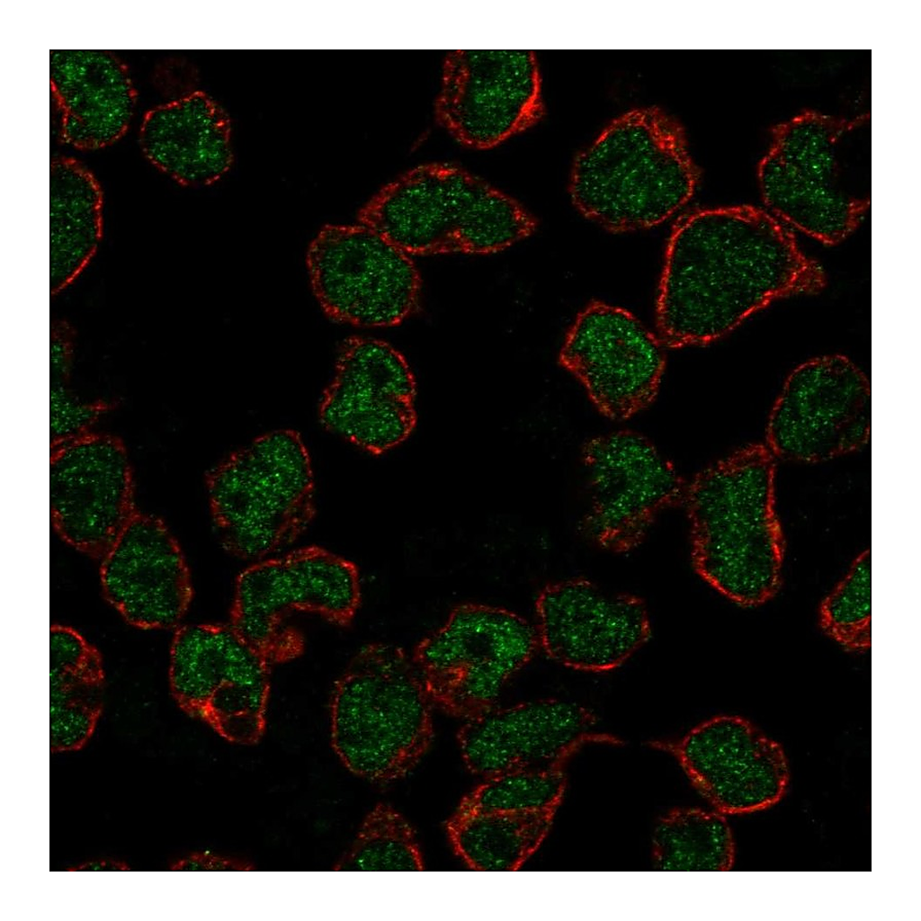 Atlas Antibodies Anti-RAG2 Antibody