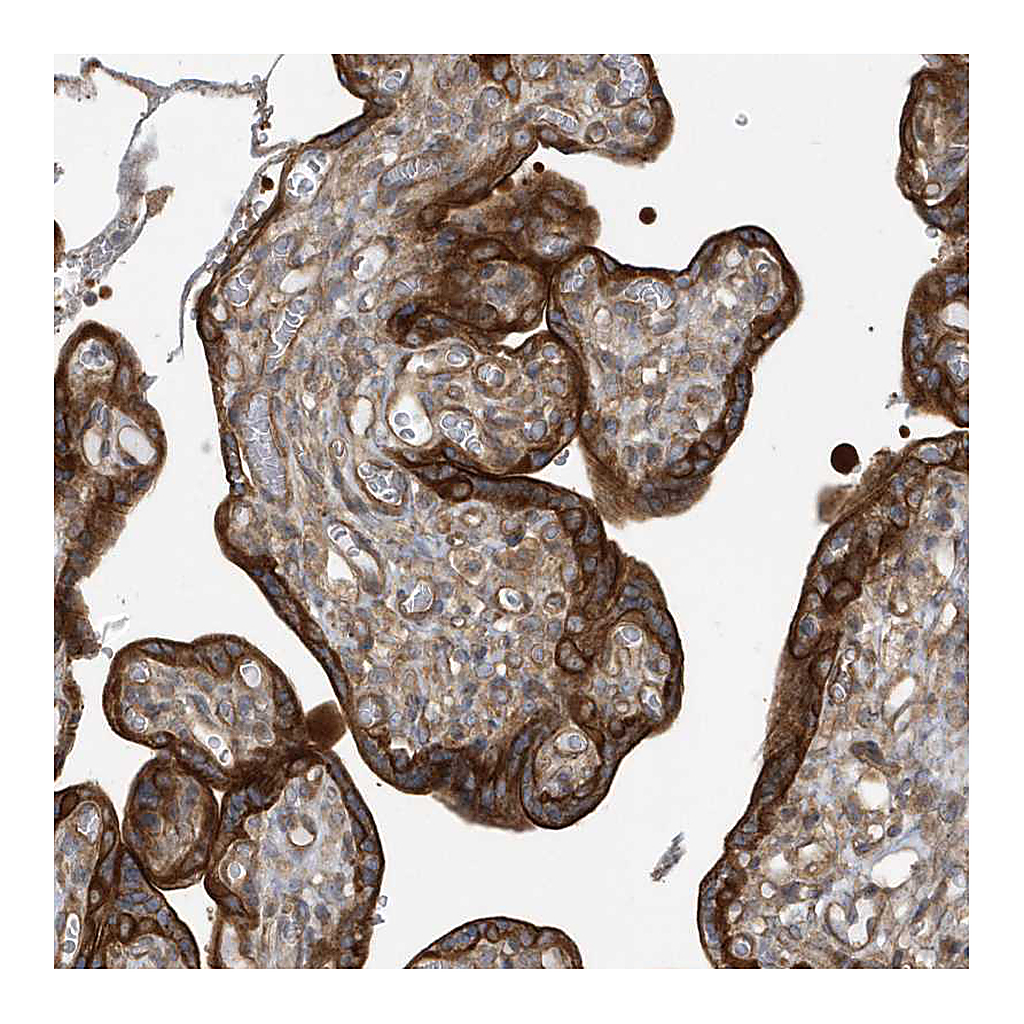Atlas Antibodies Anti-RAI14 Antibody