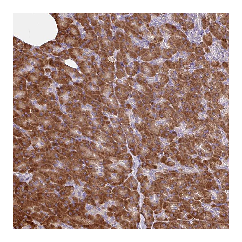 Atlas Antibodies Anti-RALBP1 Antibody