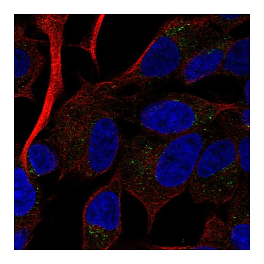 Atlas Antibodies Anti-RAMP2 Antibody