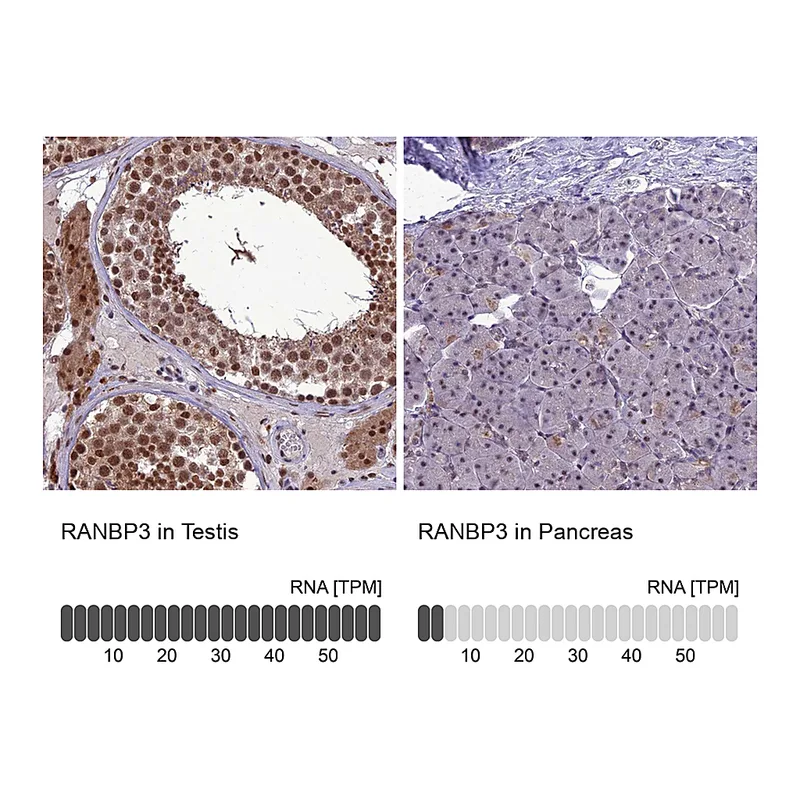 Atlas Antibodies Anti-RANBP3 Antibody