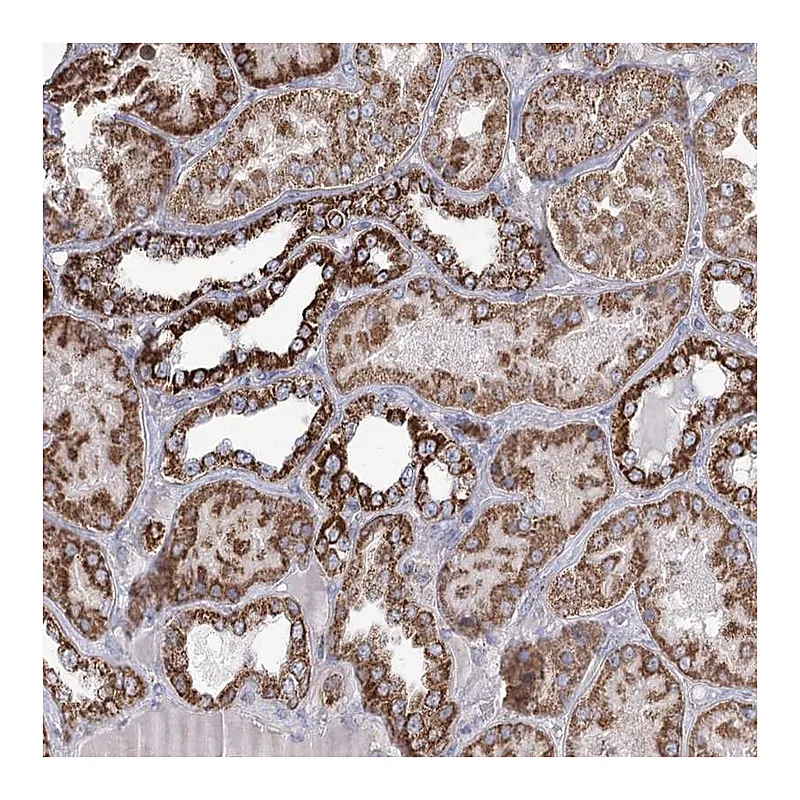 Atlas Antibodies Anti-RANBP3L Antibody