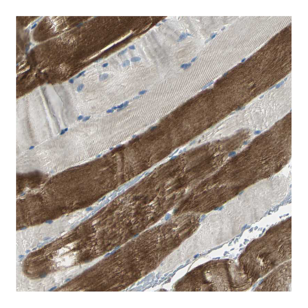 Atlas Antibodies Anti-RAPGEF1 Antibody