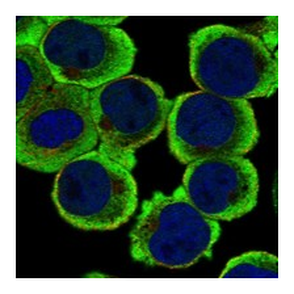 Atlas Antibodies Anti-RAPGEF2 Antibody