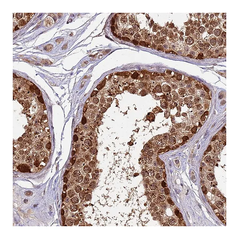 Atlas Antibodies Anti-RAPGEF3 Antibody
