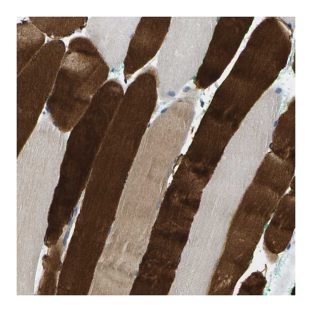 Atlas Antibodies Anti-RASGRP2 Antibody