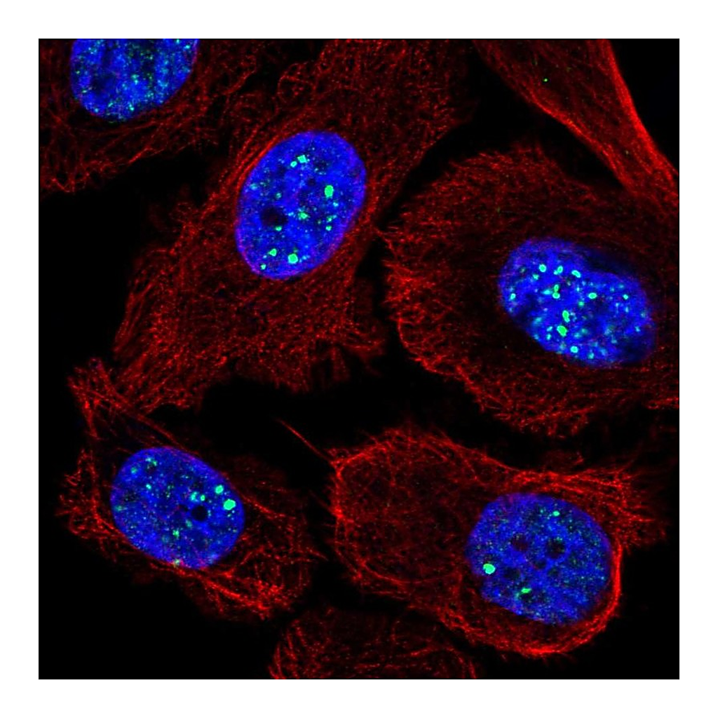 Atlas Antibodies Anti-RASL11A Antibody