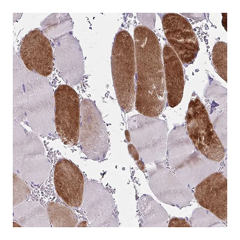 Atlas Antibodies Anti-RASL10B Antibody
