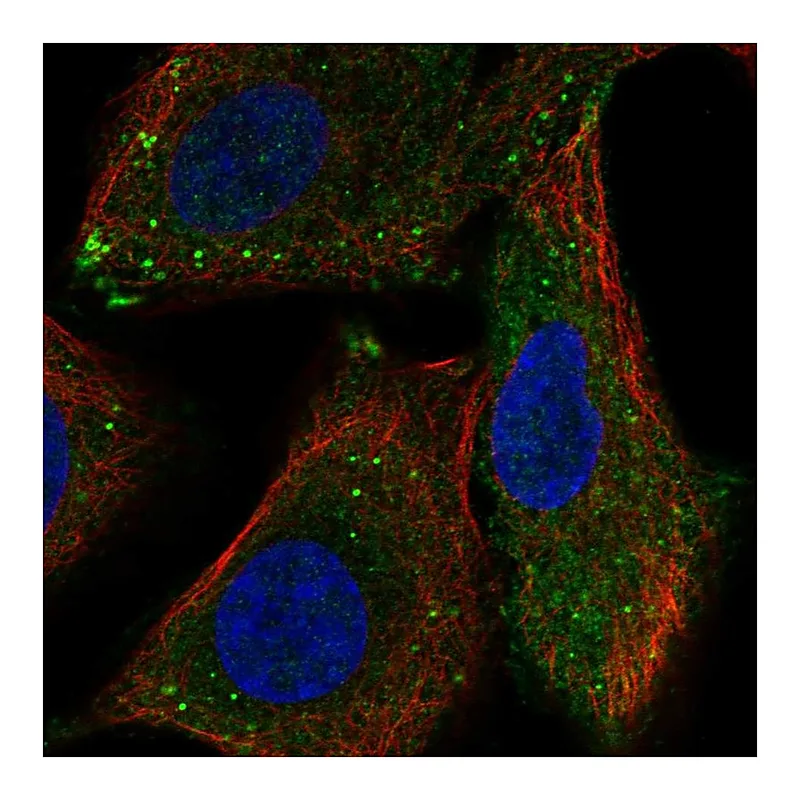 Atlas Antibodies Anti-RASSF10 Antibody