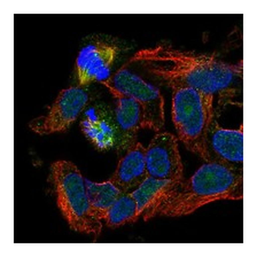 Atlas Antibodies Anti-RASSF4 Antibody