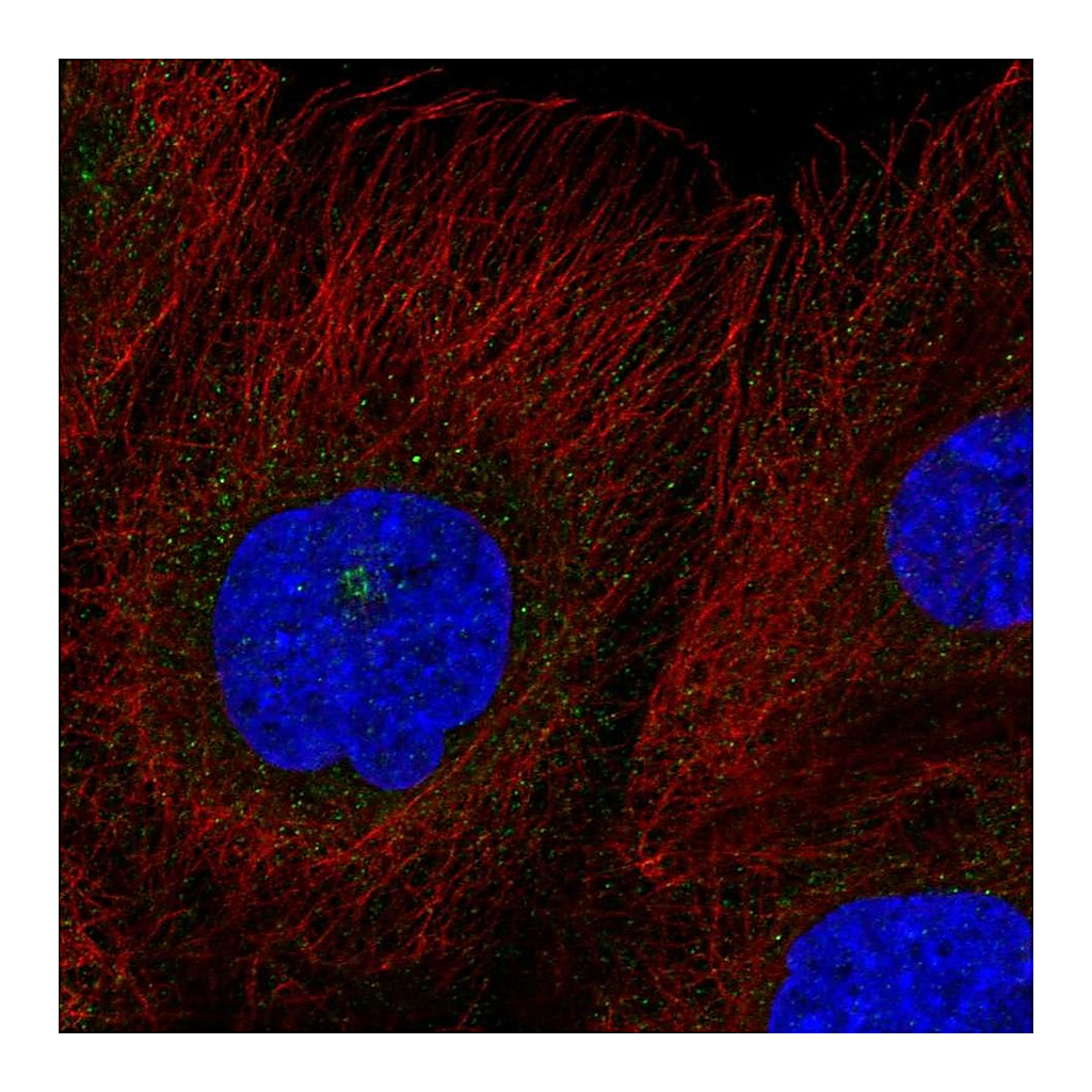 Atlas Antibodies Anti-RASSF7 Antibody