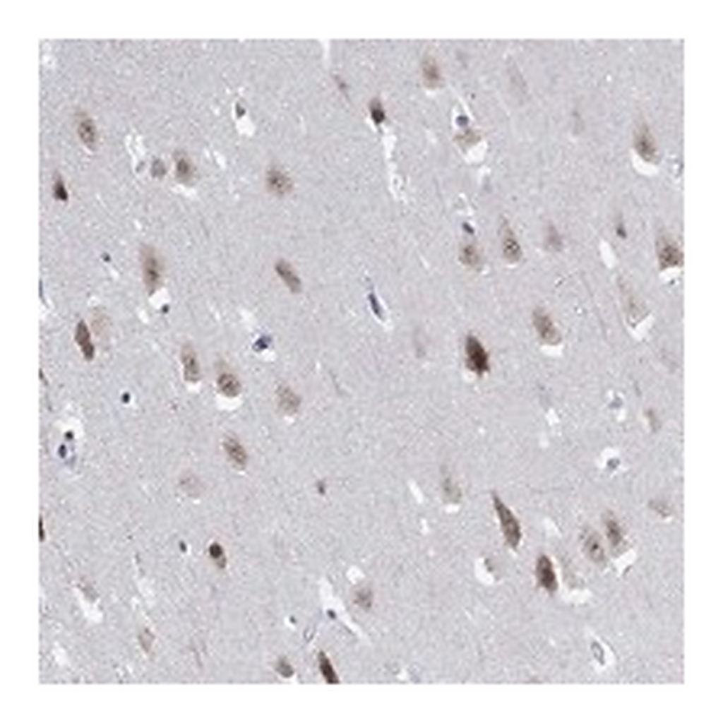 Atlas Antibodies Anti-RBFOX3 Antibody
