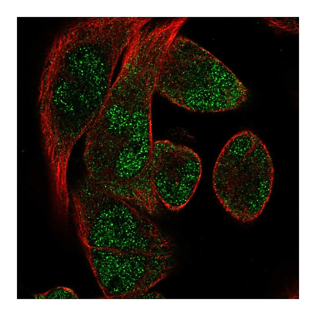 Atlas Antibodies Anti-RBM24 Antibody