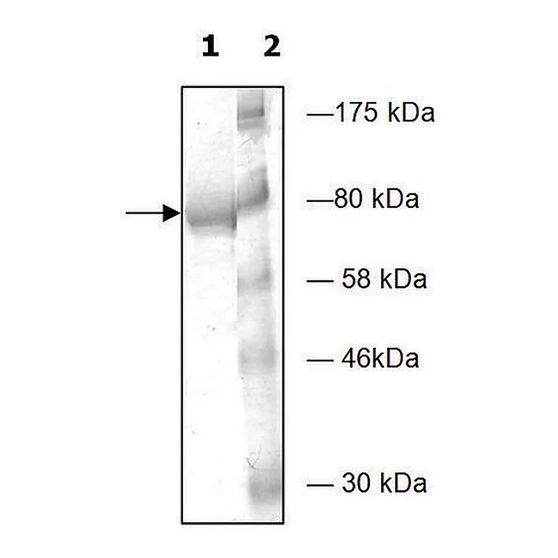 Merck PDE4D2 active human