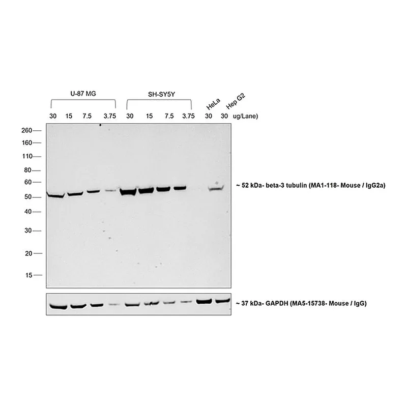 Thermo Fisher Scientific Rabbit anti-Mouse IgG2a Secondary Antibody, HRP