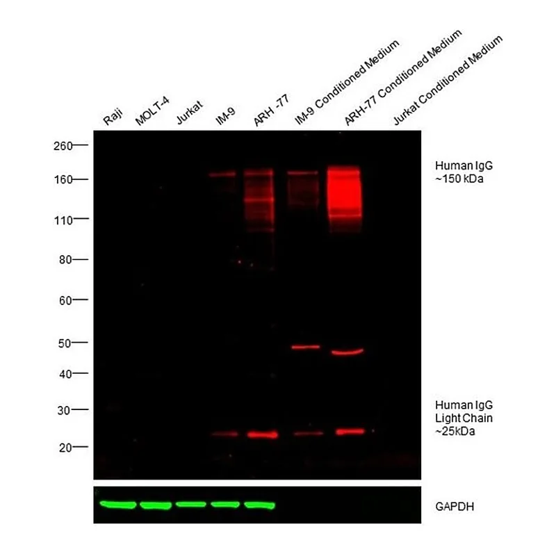 Thermo Fisher Scientific Rabbit anti-Human IgG (H+L) Cross-Adsorbed Secondary Antibody, DyLight 594