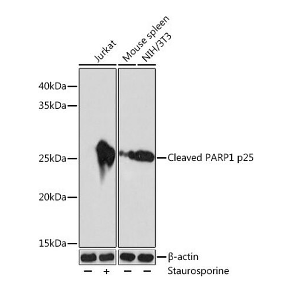 Merck Anti- Cleaved PARP1 p25 antibody produced in rabbit