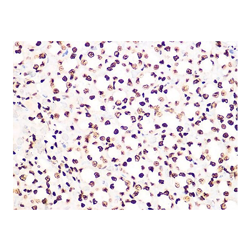 Merck Anti-Histone H3.3 antibody produced in rabbit