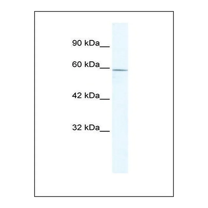 Merck Anti-ZBTB7C antibody produced in rabbit