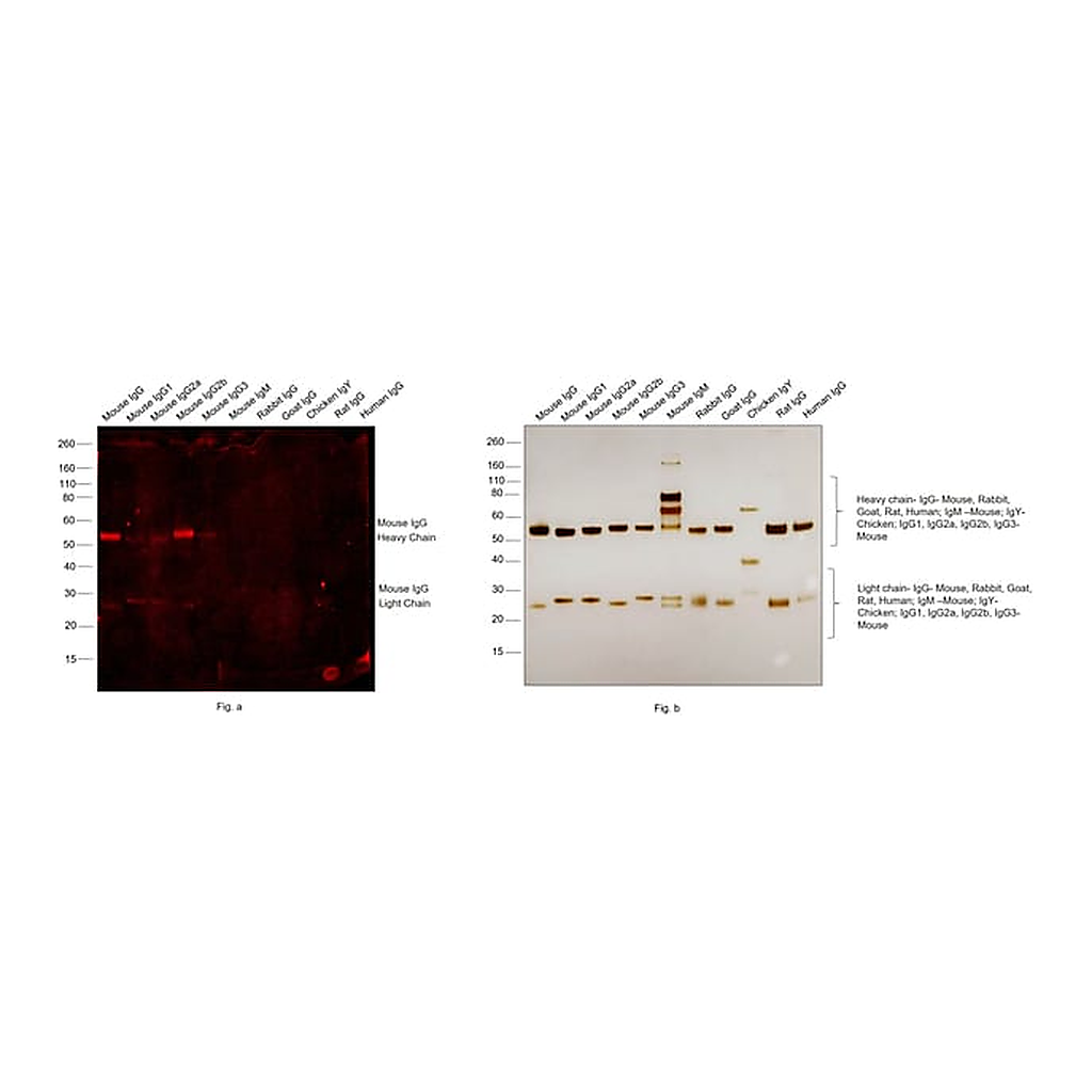 Thermo Fisher Scientific F(ab`)2-Goat anti-Mouse IgG (H+L) Secondary Antibody, Qdot 525