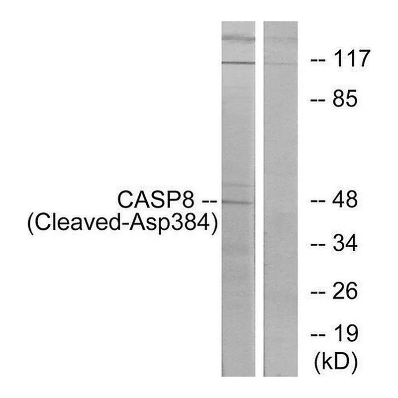 Merck Anti-CASP8 (Cleaved-Asp384), C-Terminal antibody produced in rabbit