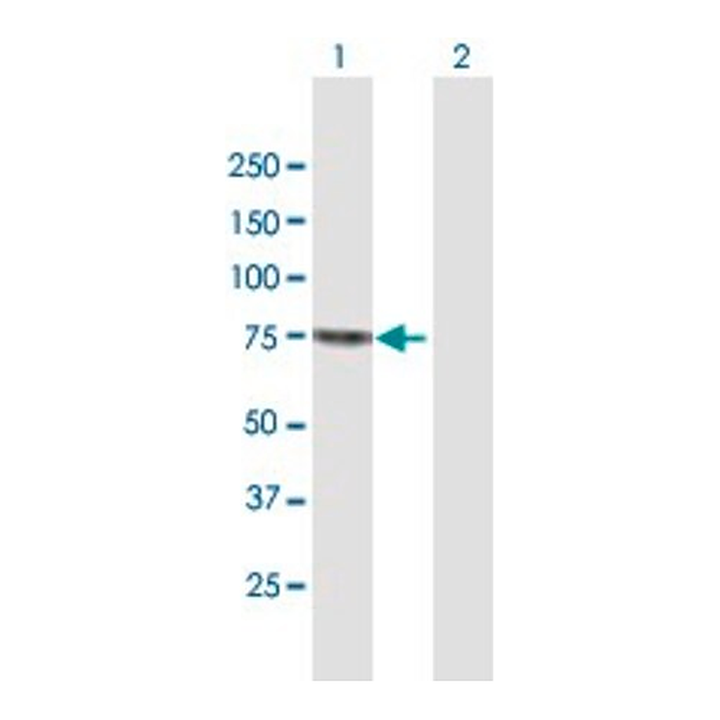 Merck Anti-SENP2 antibody produced in mouse