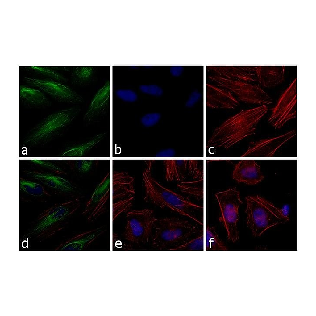 Thermo Fisher Scientific Donkey anti-Rabbit IgG (H+L) Cross-Adsorbed Secondary Antibody, FITC