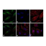 Thermo Fisher Scientific Donkey anti-Rabbit IgG (H+L) Cross-Adsorbed Secondary Antibody, FITC