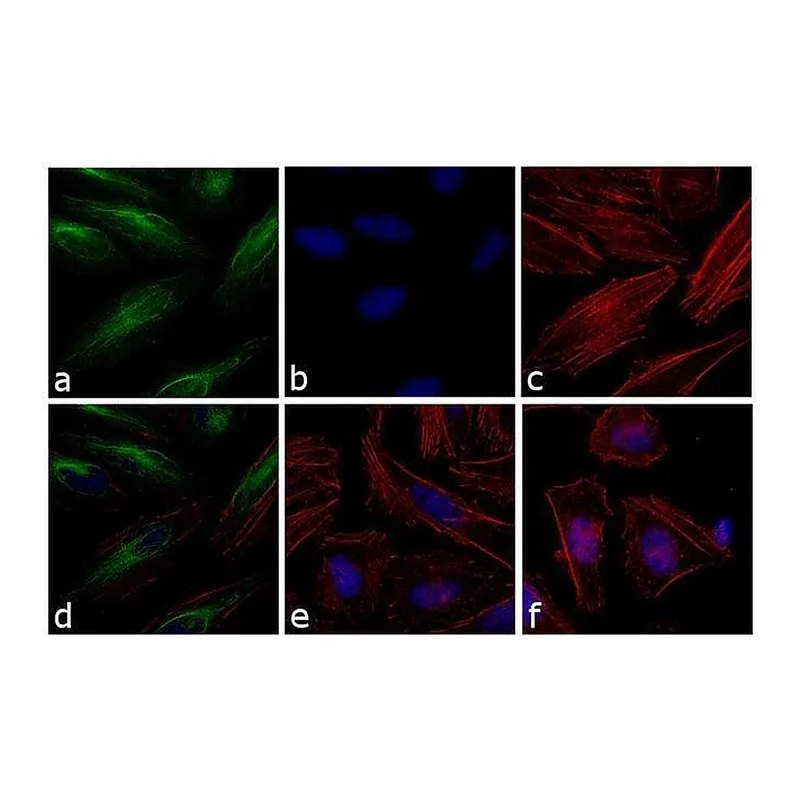 Thermo Fisher Scientific Donkey anti-Rabbit IgG (H+L) Cross-Adsorbed Secondary Antibody, FITC